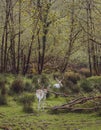 Beautiful view of two male deers in the forest at Farran Wood, Cork, Ireland Royalty Free Stock Photo