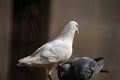 Beautiful view of two pigeons. one dominating other. a true black and white combination.a symbol of dominance Royalty Free Stock Photo