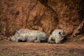 Beautiful view of two rhinoceros lying down on the ground Royalty Free Stock Photo