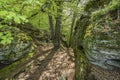 Beautiful view of two rock walls stone natural with moss with trees and green vegetation Royalty Free Stock Photo