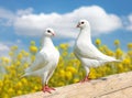 Two white pigeons on perch Royalty Free Stock Photo