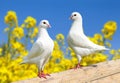 Two white pigeons on perch Royalty Free Stock Photo