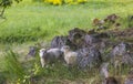 Beautiful view of two white sheeps resting near rocks on green pasture on bright summer day. Royalty Free Stock Photo