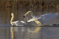 Beautiful view of two white swans swimming in a lake and making a splash at sunset Royalty Free Stock Photo