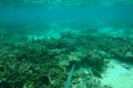 Beautiful view of underwater world with dead coral reefs. Blue water and white sand bottom. Snorkeling. Royalty Free Stock Photo