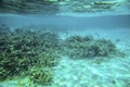 Beautiful view of underwater world with dead coral reefs. Blue water and white sand bottom. Snorkeling. Indian Ocean Royalty Free Stock Photo