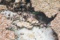 Beautiful view of underwater world with dead coral reefs. Blue water and white sand bottom. Snorkeling. Indian Ocean, Royalty Free Stock Photo