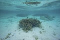 Beautiful view of underwater world with dead coral reefs. Blue water and white sand bottom. Snorkeling. Royalty Free Stock Photo