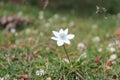 Beautiful view of Valley Flowers, Kasol, Parvati valley, Himachal Pradesh, India. P