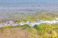 Beautiful view of vibrant green-yellow algae the rocky shore of the Aegean Sea beach in the captivating island of Rhodes. Royalty Free Stock Photo