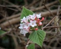 Beautiful view of a Viburnum farreri flower bundled up by green leaves