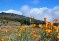 Beautiful view of Vilaflor mountain village with yellow California Poppies Eschscholzia californica flowers in the foreground, T Royalty Free Stock Photo