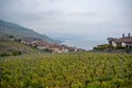 Beautiful view of vineyards in the rural villages of Switzerland on cloudy sky , vintage houses and lake background Royalty Free Stock Photo