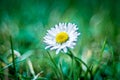 Beautiful view of waterdrops on the petals of a white daisy flower on a blurry background Royalty Free Stock Photo