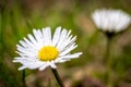 Beautiful view of waterdrops on the petals of a white daisy flower on a blurry background Royalty Free Stock Photo