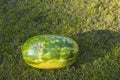 Beautiful view of watermelon isolated on green grass background. Healthy food concept. Royalty Free Stock Photo