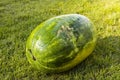 Beautiful view of watermelon isolated on green grass background. Healthy food concept. Royalty Free Stock Photo