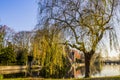 View of a Weeping Willow tree with a lake and a bridge in the background Royalty Free Stock Photo