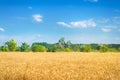 Beautiful view of the wheat field and blue sky in the countryside. Cultivation of crops. Agriculture and farming. Agro industry. Royalty Free Stock Photo