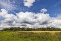 Beautiful view of of wheat field on blue sky and white clouds background on sunny summer day. Agriculture concept. Royalty Free Stock Photo