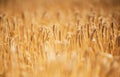 Beautiful view of a wheat field covered with the evening sun-perfect for background use Royalty Free Stock Photo