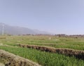 Beautiful view of wheat fields in Himalayan valley