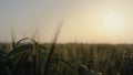 Beautiful view wheat harvest on sunrise. Cereal crop growing agricultural field. Royalty Free Stock Photo