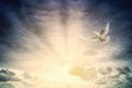 Beautiful view of a white dove flying during sunrise - heaven concept Royalty Free Stock Photo