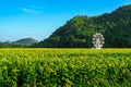 Beautiful view of white ferris wheel in sunflower farm with mountain in background. Ferris wheel with view of nature and a field Royalty Free Stock Photo