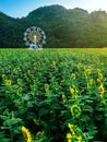 Beautiful view of white ferris wheel in sunflower farm with mountain in background. Ferris wheel with view of nature and a field Royalty Free Stock Photo