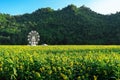 Beautiful view of white ferris wheel in sunflower farm with mountain in background. Ferris wheel with view of nature and a field Royalty Free Stock Photo