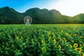 Beautiful view of white ferris wheel in sunflower farm with mountain in background. Ferris wheel with view of nature and a field Royalty Free Stock Photo