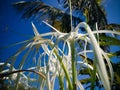 White Flower Of Beach Spider Lily Or Hymenocallis Littoralis And The Sky In The Garden Royalty Free Stock Photo