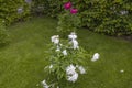 Beautiful view of white petals of fallen peony and red piony beginning to blossom.