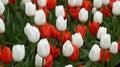 Beautiful view of white and red flowering tulips.