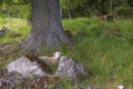 Beautiful view of white sheep resting near rocks on green pasture on bright summer day. Royalty Free Stock Photo