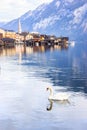 Beautiful view of a white swan with a background of Hallstatt alpine village, Hallstattersee or Lake Hallstatt, Hallstatt, Austria