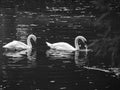 Zagreb, Maksimir, beautiful, town,recently,Beautiful, view ,white swans, love