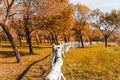 Beautiful view of a white wooden fence surrounded by autumn trees. Royalty Free Stock Photo