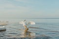 Beautiful view of whooper swan flapping its wings on the lake in Jurmala, Latvia