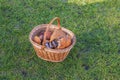 Beautiful view of wicker basket of mushrooms standing on green grass on autumn day. Royalty Free Stock Photo