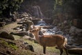 Beautiful view of a wild deer by a waterfall captured in Miyajima Island, Japan