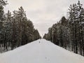 Beautiful view of the winter coniferous forest in the snow. People walk along the path along the trees in the park. Noyabrsk,