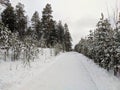 Beautiful view of the winter coniferous forest in the snow. People walk along the path along the trees. Noyabrsk, Russia
