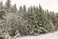 Beautiful view of a winter forest with a dirt road winding into the distance on a frosty day. Royalty Free Stock Photo