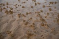 Beautiful view of worm casts on the beach at low tide Royalty Free Stock Photo