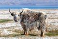 Nice view of Yak in Tajikistan Royalty Free Stock Photo