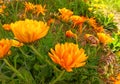 Beautiful view of yellow blossoms with green leaves