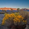 Beautiful view with yellow flowers growing near the lake water with mountains in the background Royalty Free Stock Photo