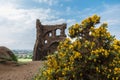 Beautiful view with yellow flowers